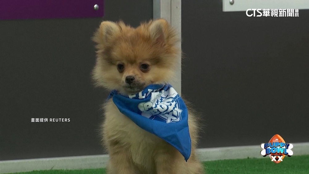 不只泰勒絲和凱爾西！　「狗狗超級盃」Q萌超吸睛