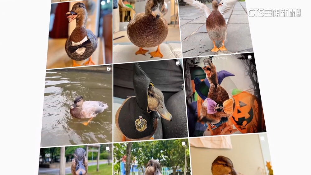 我家「孩子」不一樣！　動物變寵物　特殊寵兒超萌