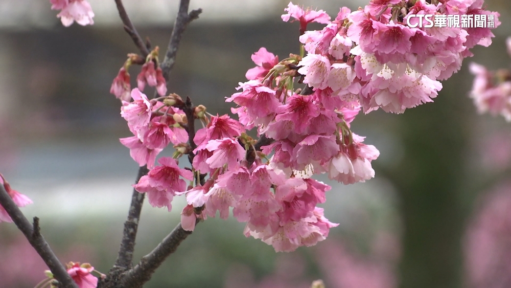 天氣漸轉乾冷　「台版富良野」湧現走春人潮