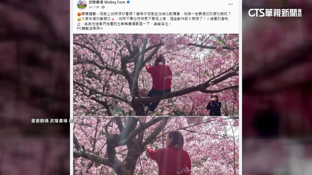 拍美照爬櫻花樹　武陵農場小編怒發文「嚴厲譴責」
