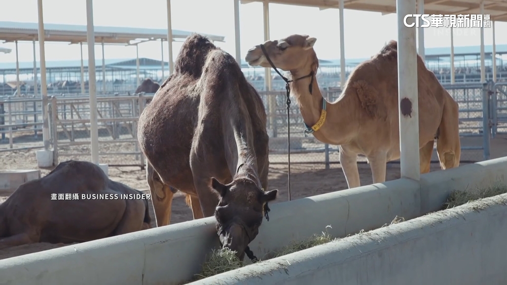 駱駝養殖「碳足跡低」　駱駝奶營養不輸牛羊奶