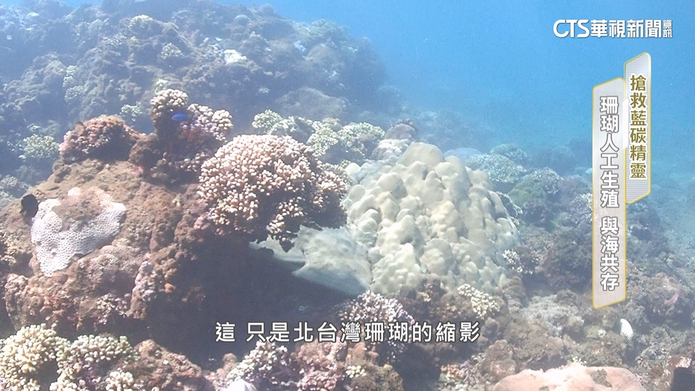 聽見大海的心跳　「海底星空」珊瑚「生日派對」！