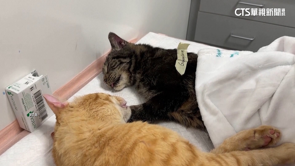 情人節推「幫前任結紮」？　收容所為浪貓節育出奇招