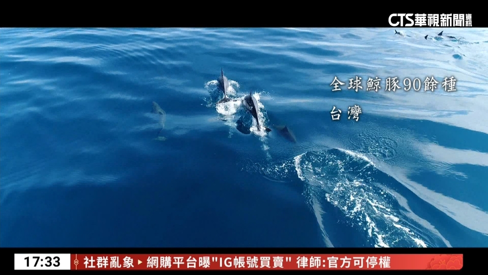 鯨豚危機敲響生態警鐘　拯救大海的「心跳聲」