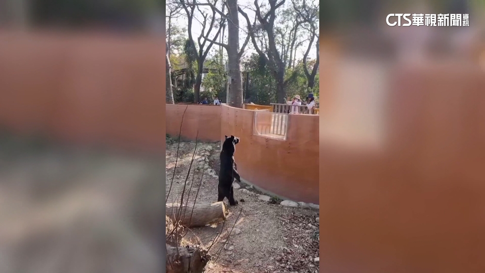 不是工讀生！　壽山動物園「波比」站直挺胸見客