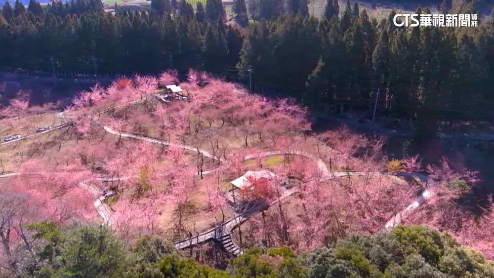 浪漫限定！　福壽山農場千櫻園綻放　桃紅花海超美