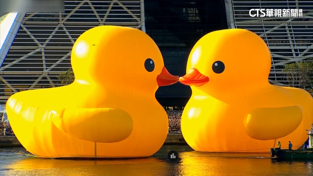 情人節限定！　黃色雙鴨「合體KISS」放閃　萬人搶拍