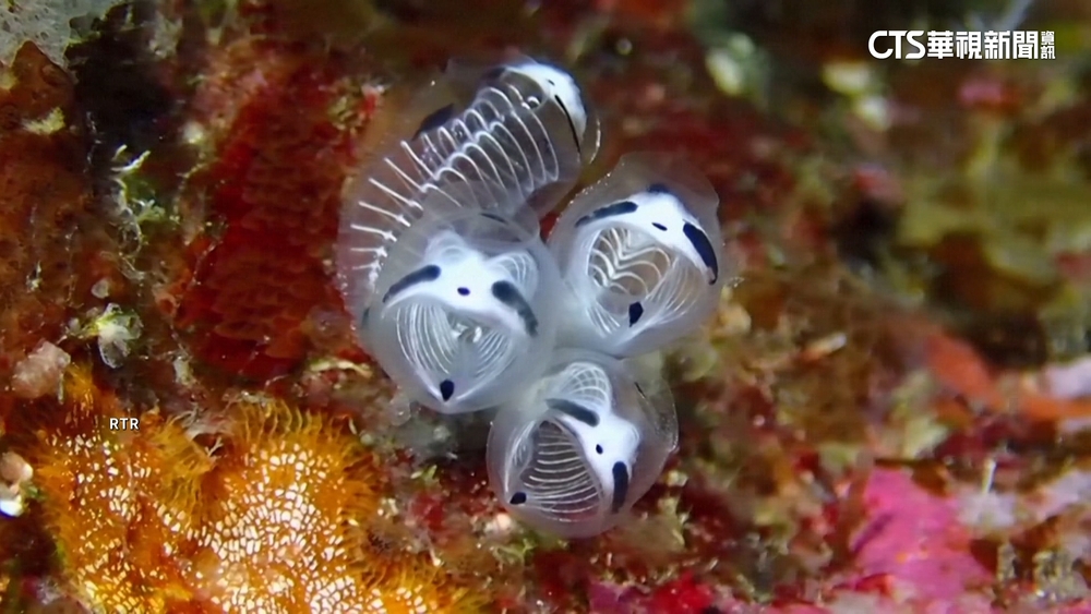海洋驚見奇特生物！　「骷髏貓熊」日本暴紅
