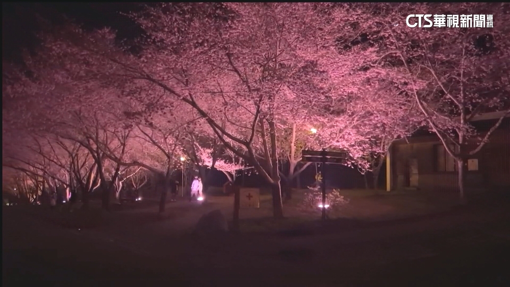 點亮粉色光　武陵農場夜櫻打燈　夢幻花景綻放