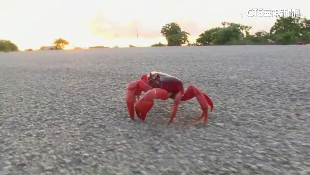 極端氣候！　澳洲太乾燥　耶誕島紅蟹遷徙首度延遲
