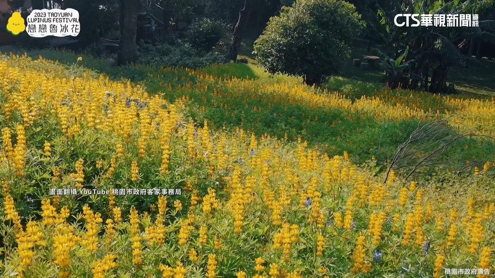 桃園「魯冰花」活動登場　10公頃花海盛開到3月