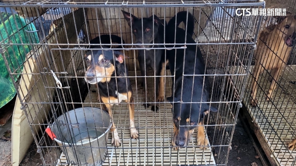 假愛心！愛爸不當養134隻狗貓　遭查「早有違規紀錄」