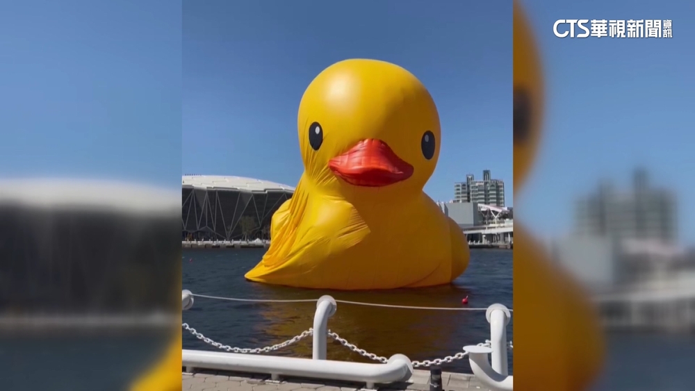 最新直擊! 高雄飆逾30度 黃色小鴨罷工消風躺平