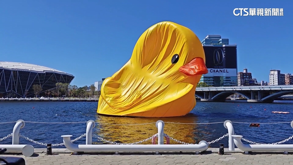 展期剩5天「罷工」？黃色小鴨消風　高雄強風惹禍