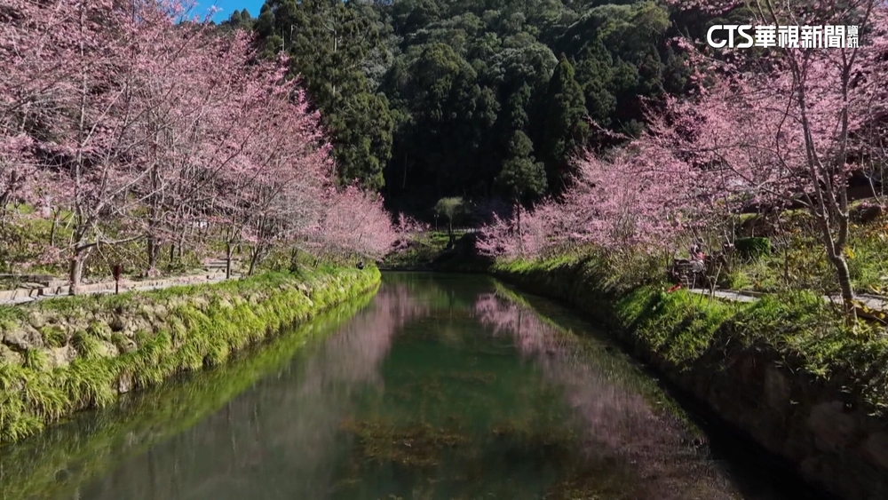 南投杉林溪絕美櫻花河　遊客搶拍.鳥類飛鼠享大餐