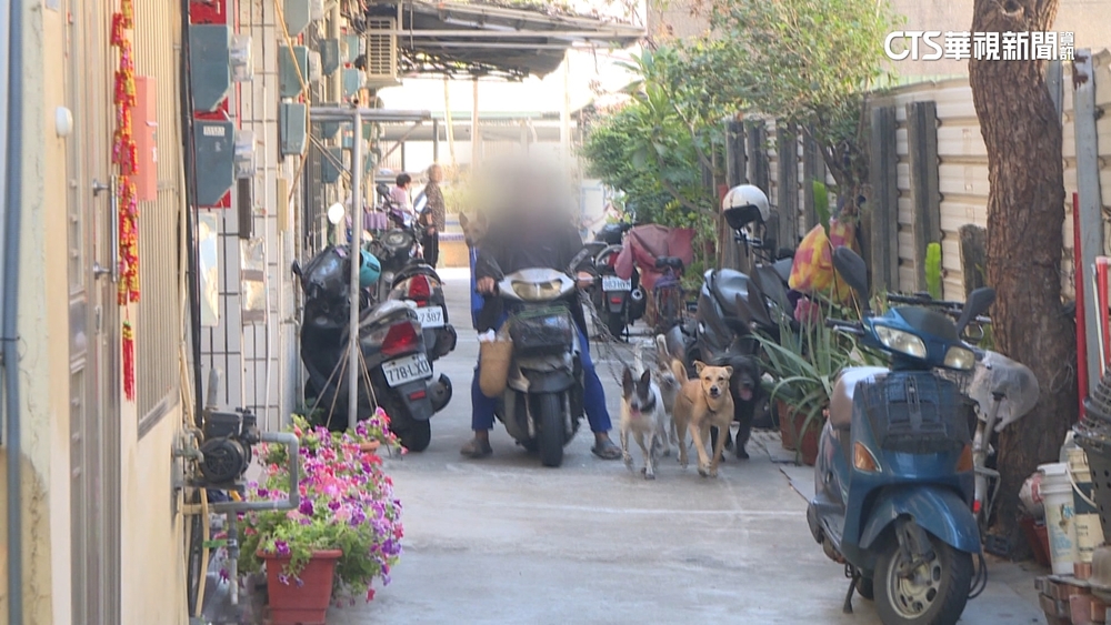 愛狗阿伯騎車「牽四狗」　民眾笑：台灣版雪橇犬拉車