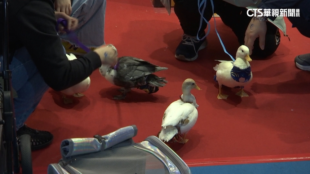 飼主新寵「柯爾鴨」　一隻要價5千至1.5萬元