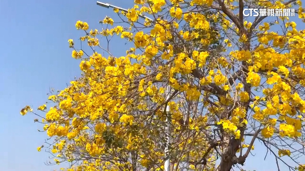 彰化風鈴木大道亂象多　民眾「擺拍」趴路中騎士氣炸