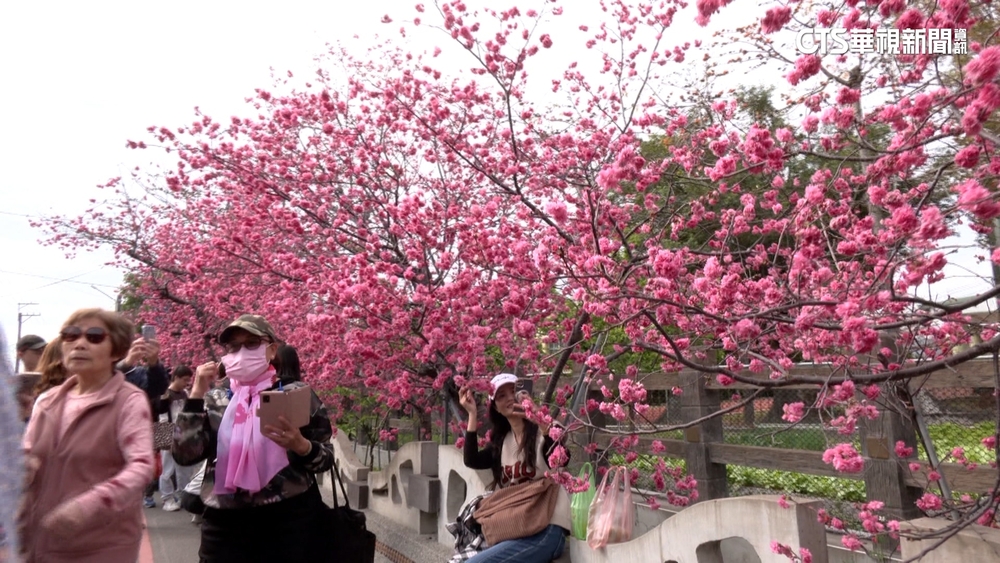 泰安櫻花季登場！　民眾湧「最美派出所」賞花打卡