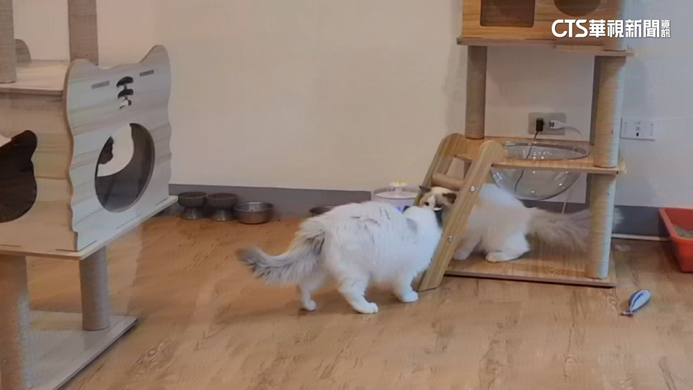 品種貓開放認養　2.5萬人搶登記「中籤率萬分之6」