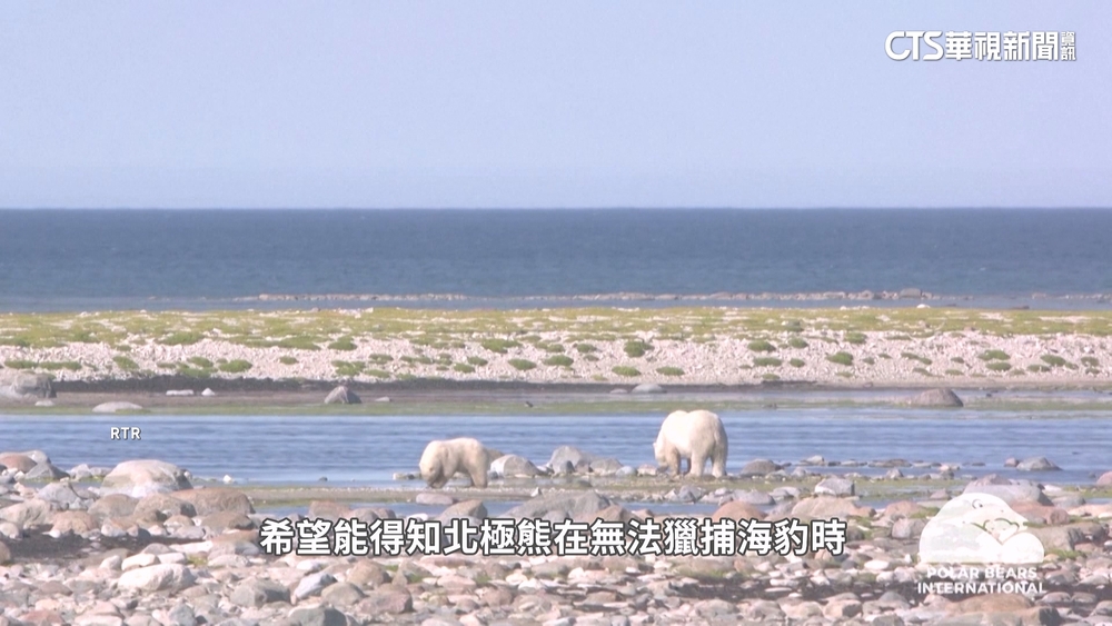 人類行為衝擊生態　北極熊面臨存亡危機