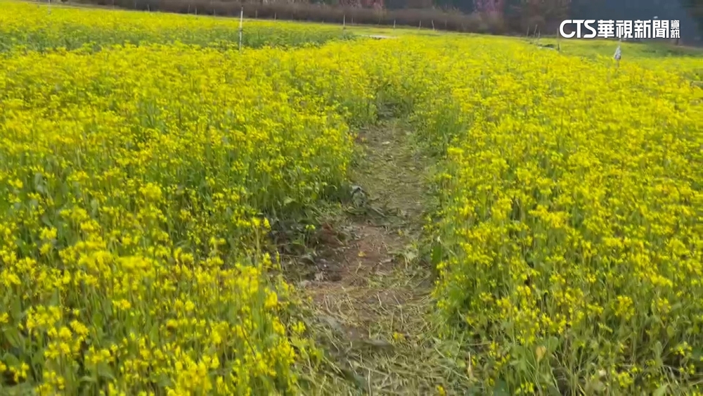 武陵農場小編直播美景　婦踩花拍照全入鏡