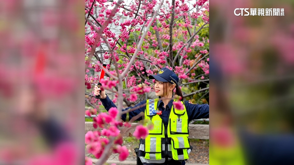 最美派出所櫻花綻放　女警指揮交通更吸睛