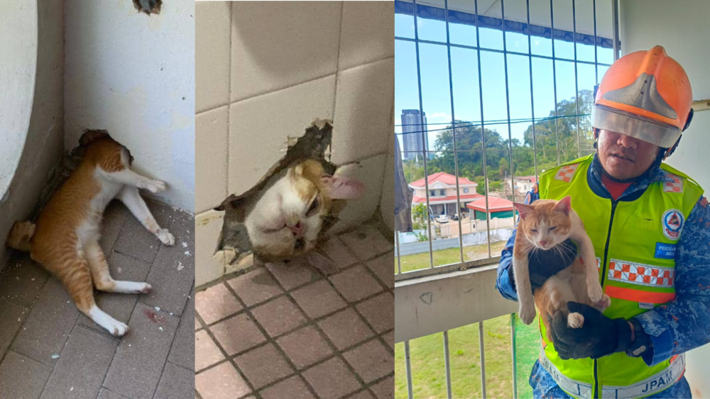 大馬胖橘為追蟑螂「卡洞口」　救援隊：去年同地方就卡過　生無可戀模樣笑翻網