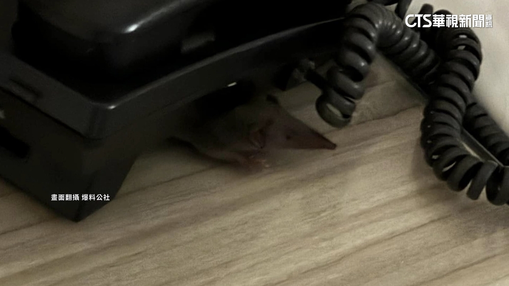 遊客住花蓮旅店控錢鼠陪睡　業者：已安排消毒