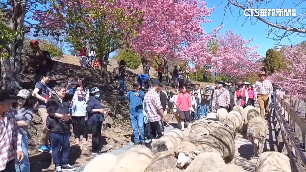 觀霧.清境櫻花大爆發　民眾為拍美照「折整球櫻花」