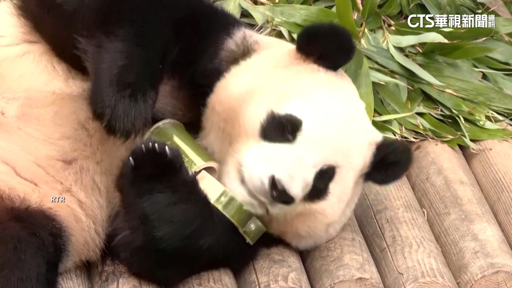 下月回中國！　大貓熊「福寶」南韓最後亮相