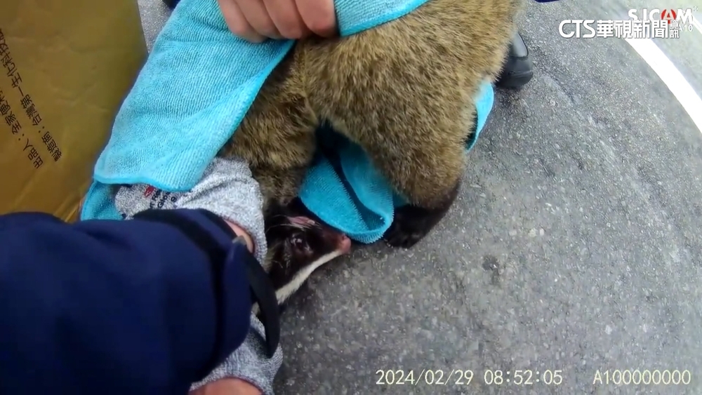 白鼻心誤闖豐原大道　2警圍捕雙手慘遭咬傷