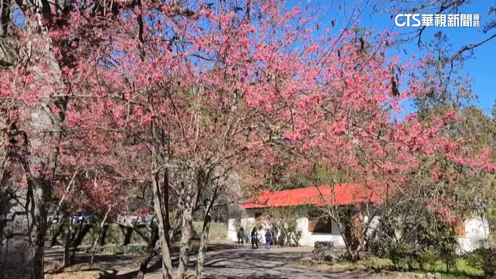 16人疑假登山真賞櫻　雪管處：罰款+停權入園3年