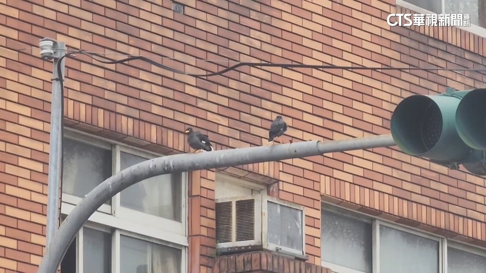 「草屯囝仔」控鄰持槍射狗　警盤查無可疑槍枝