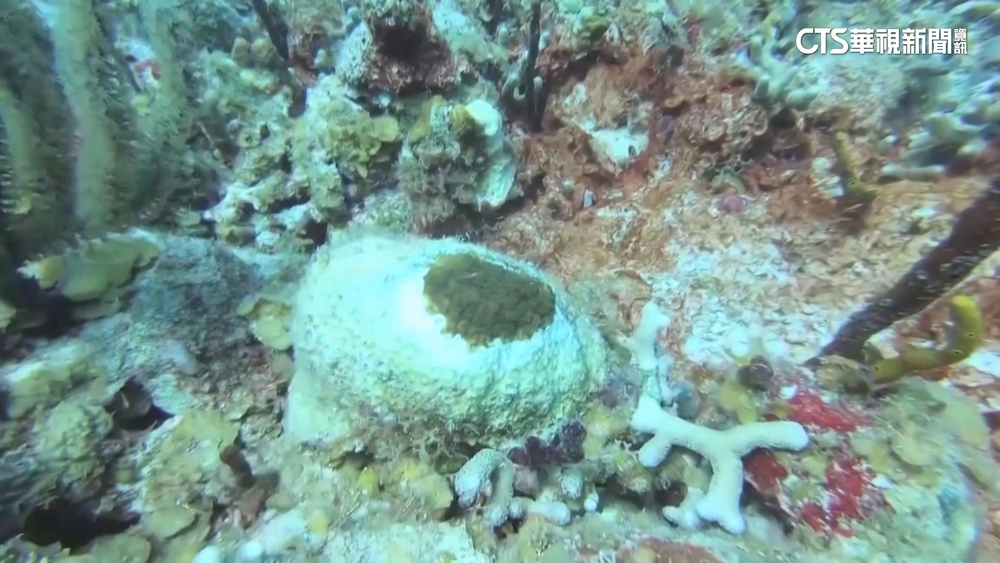 珊瑚白化危機！　2月全球海平面均溫　創歷史新高