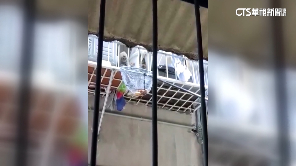 獼猴市中心巷弄亂竄　雞排誘捕聞香「自投羅網」