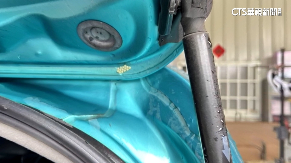 荔枝樁象專挑綠車產卵？　車主崩潰　專家：純屬巧合