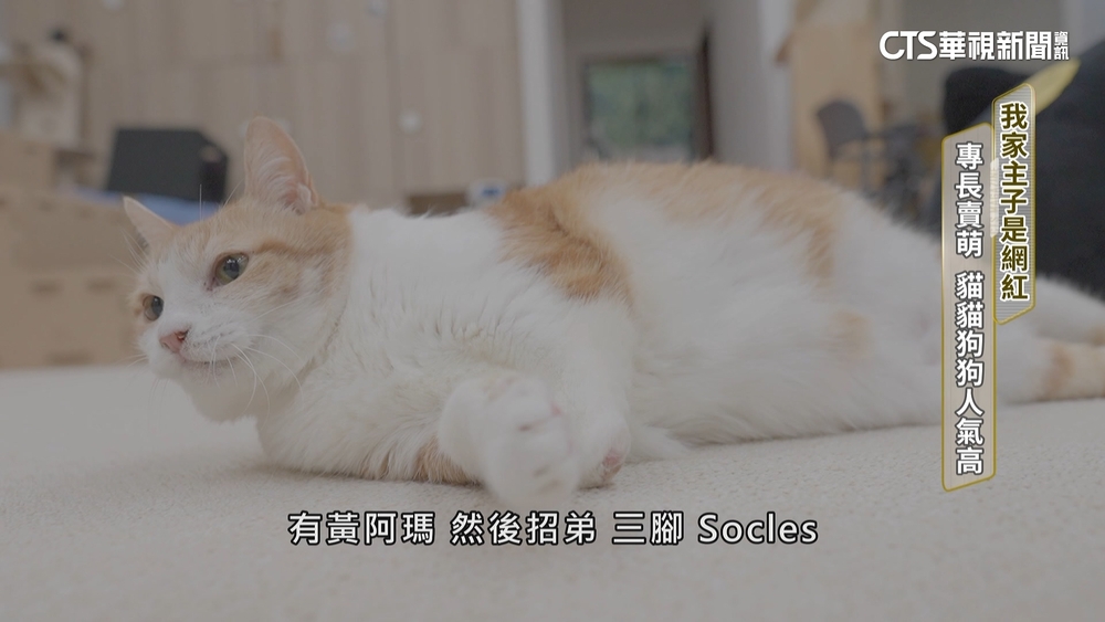 我家主子是網紅　專長賣萌　貓貓狗狗人氣高