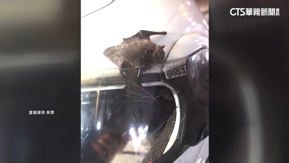 騎車飛來「蝠氣」　小蝙蝠卡安全帽　簽運彩中1萬4