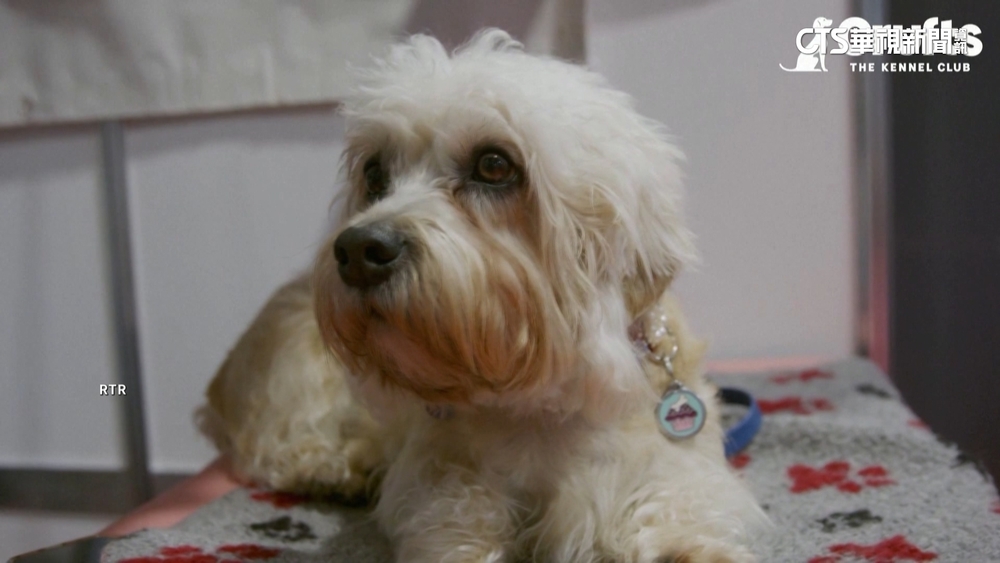 克魯夫茲狗展登場　澳洲牧羊犬獲選最美狗狗