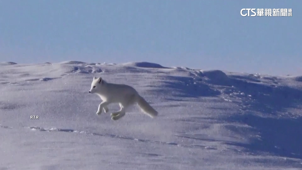 挪威致力復育北極狐　科學家設30餵食站放糧