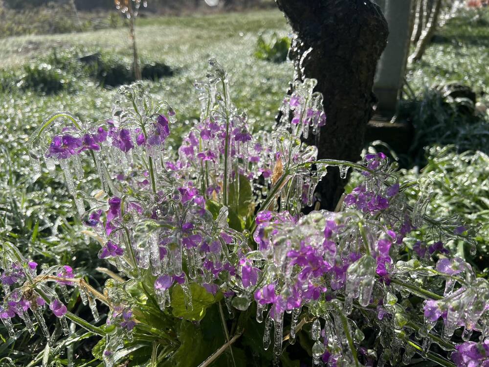 3月天武陵農場結冰了！ 清晨低溫「冰晶宮、捕夢網」再現