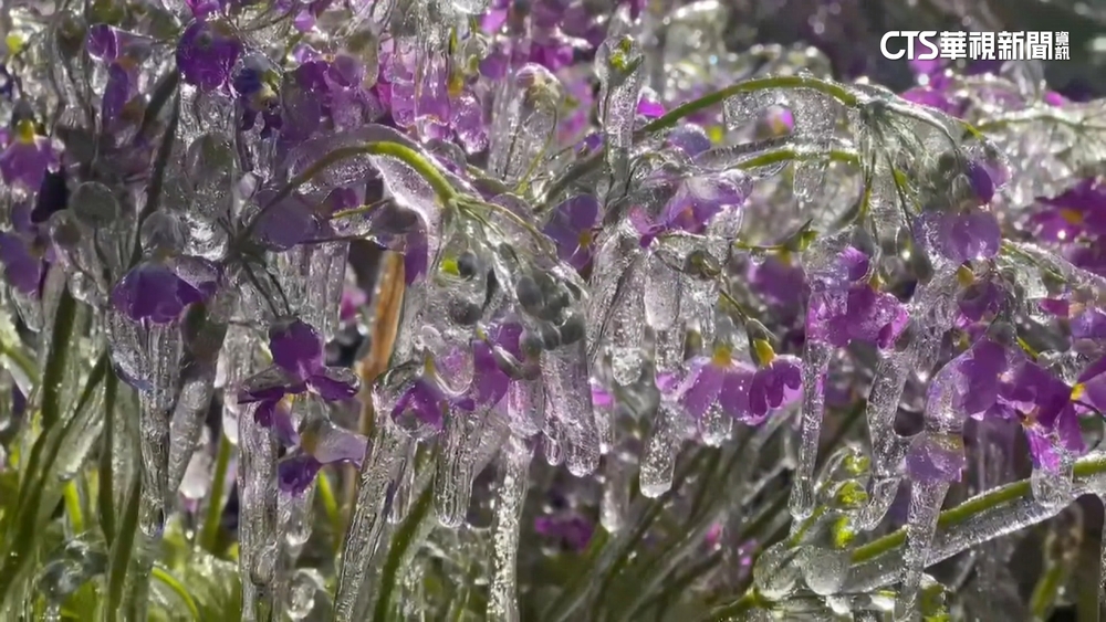 美翻！武陵農場清晨-0.6度　冰封李花.櫻草花