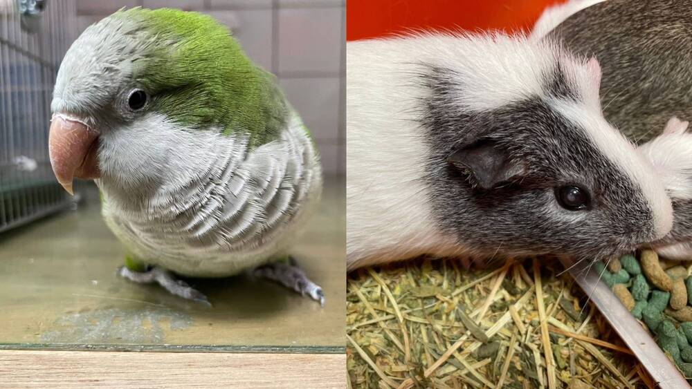 （圖/翻攝自桃園市政府動物保護處官網）