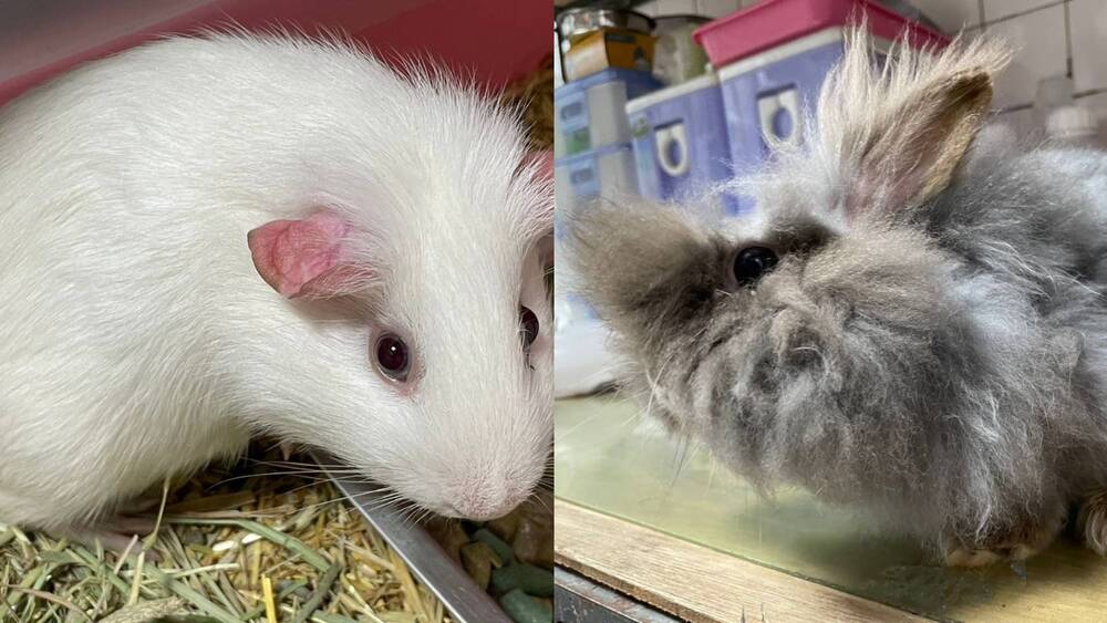 （圖/翻攝自桃園市政府動物保護處官網）