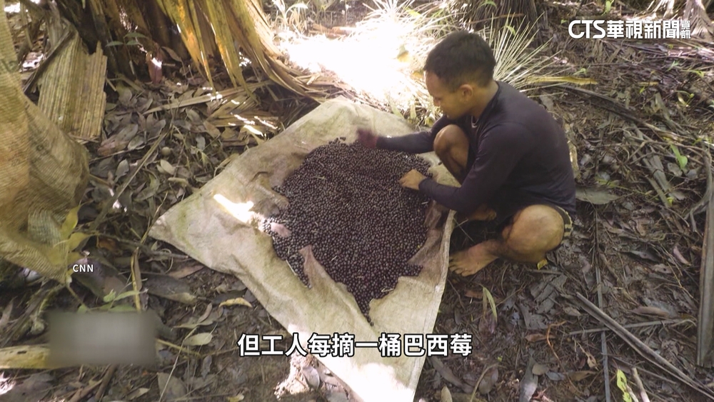 「超級食物」巴西莓　背後暗藏剝削童工問題