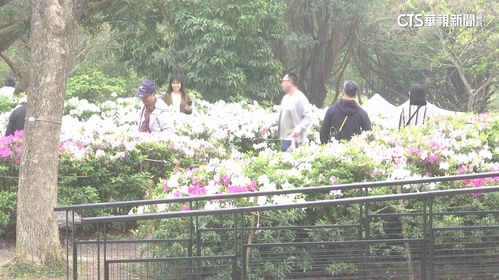 「5千株」齊綻放　台北玫瑰園吸攝影玩家搶拍