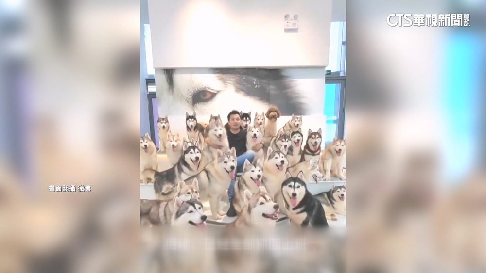 逾百哈士奇集體「越獄」　百貨內狂奔嚇壞路人