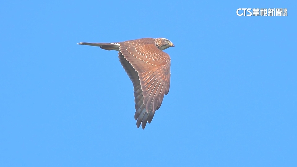 「鷹柱」再現！灰面鵟鷹過境　數量激增至3萬多隻