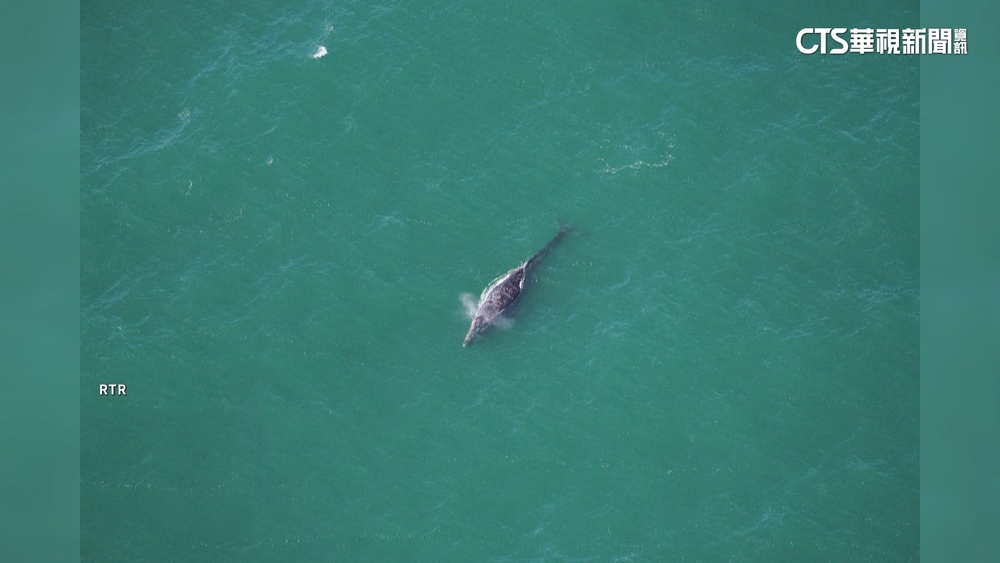 畫面曝！　「絕跡200年」灰鯨再度現蹤大西洋